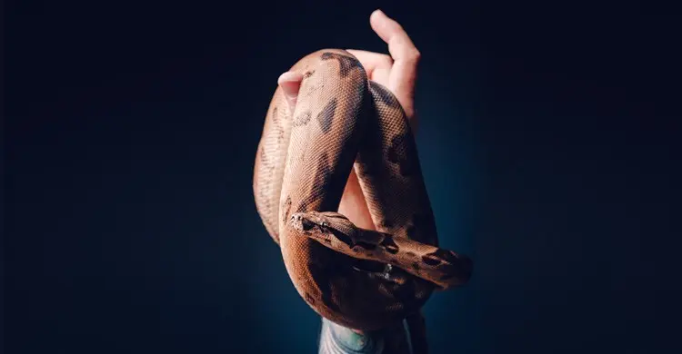 অভিনয় করছে সাপ, চরিত্র পেতে দিতে হলো অডিশনও!