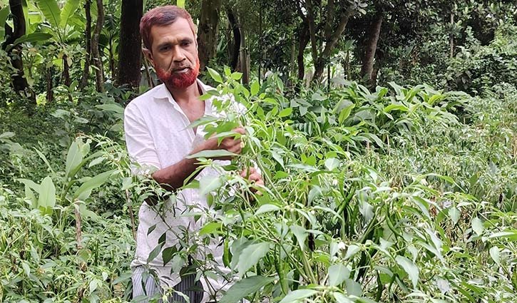 অল্প জমিতে ভালো ফলন, দামও ভালো 