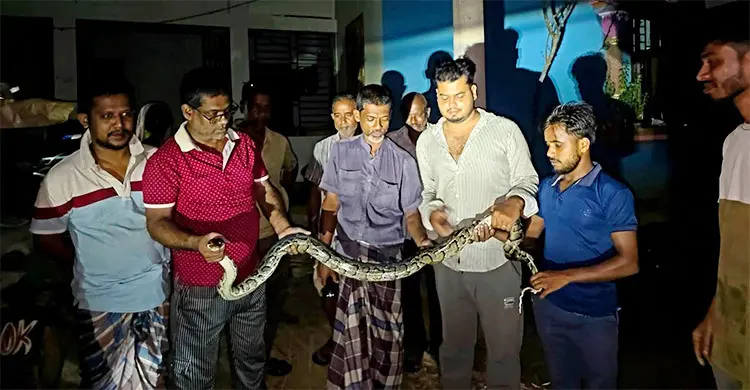 শ্রীমঙ্গলে বসতবাড়ি থেকে অজগর সাপ উদ্ধার