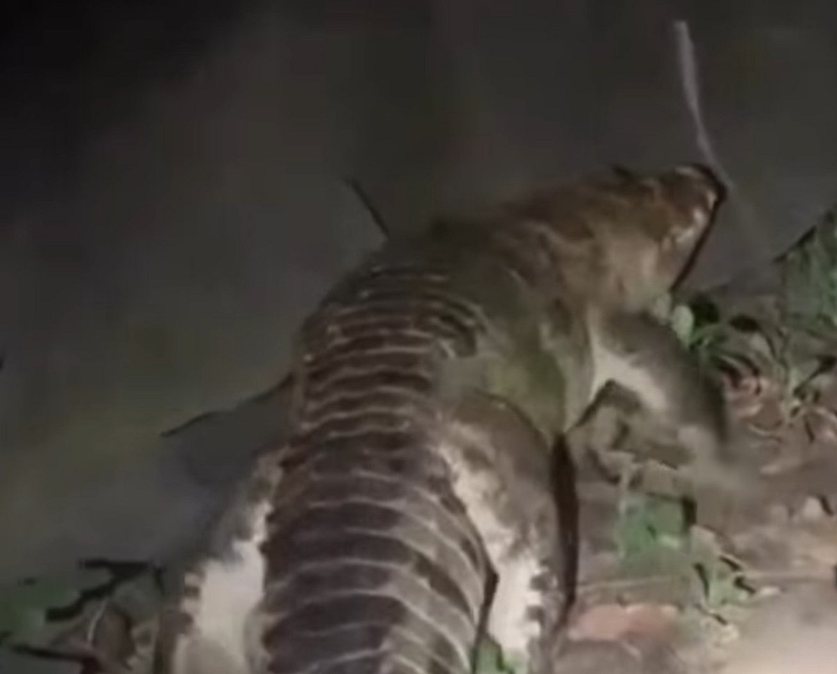 লোকালয়ে দেখা সেই কুমিরের এখনো হদিস পাওয়া যায়নি, আতঙ্কে এলাকাবাসী