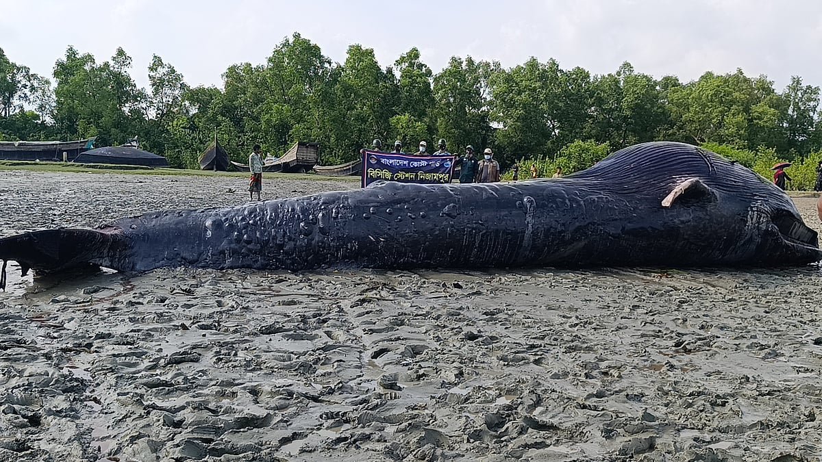 আন্ধারমানিক নদীতে ভেসে এল ৩০ ফুট লম্বা তিমি