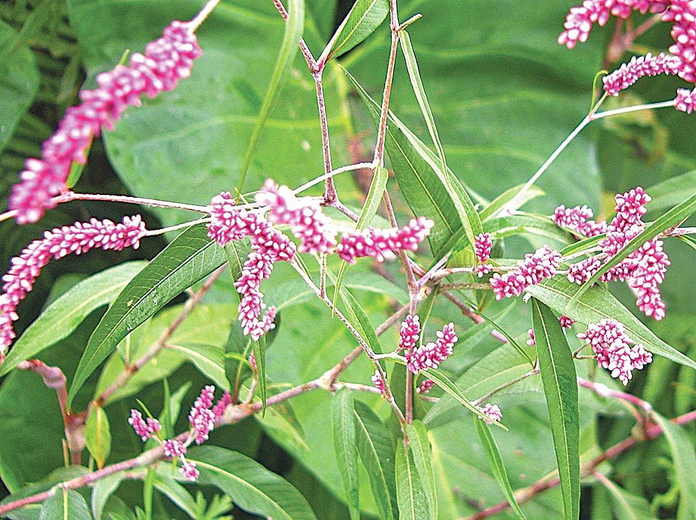 হাওরের দুই অনন্য ফুল