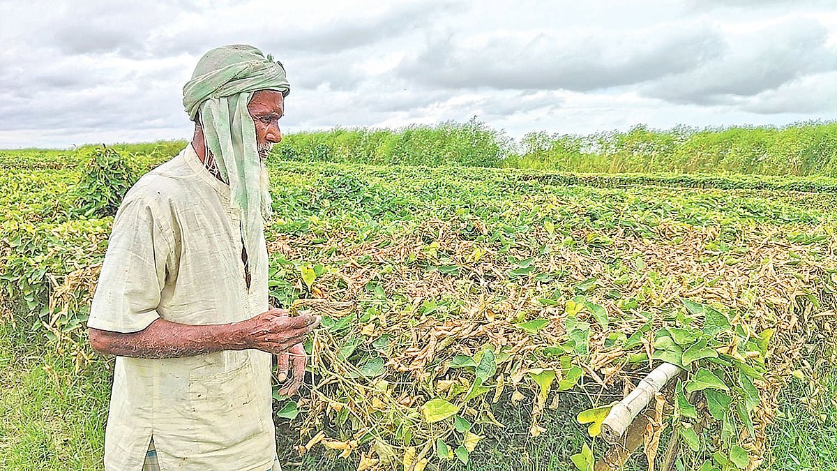 রাজশাহীতে পদ্মার পানিতে ফসলের ক্ষতি