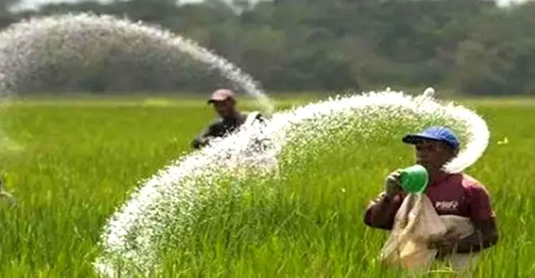 সবজি চাষের ভরা মৌসুমে মেহেরপুরে সার সংকট