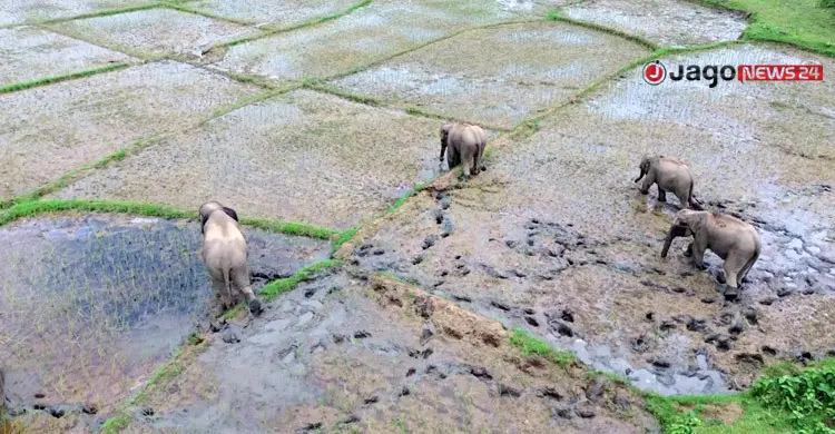 বনের খাবার-পানি হারিয়ে বদলেছে হাতির আবাসস্থল