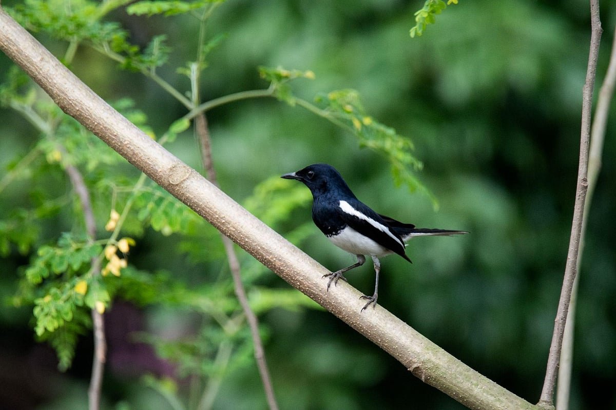 দোয়েল কীভাবে বাংলাদেশের জাতীয় পাখি হলো