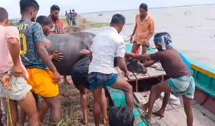 চরে বিষ প্রয়োগের ঘাষ খেয়ে ৩ মহিষের মৃত্যু, অসুস্থ ৩০টি