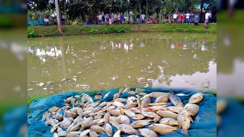 হালুয়াঘাটে পুকুরে বিষ প্রয়োগে ৫ লাখ টাকার মাছ নিধনের অভিযোগ
