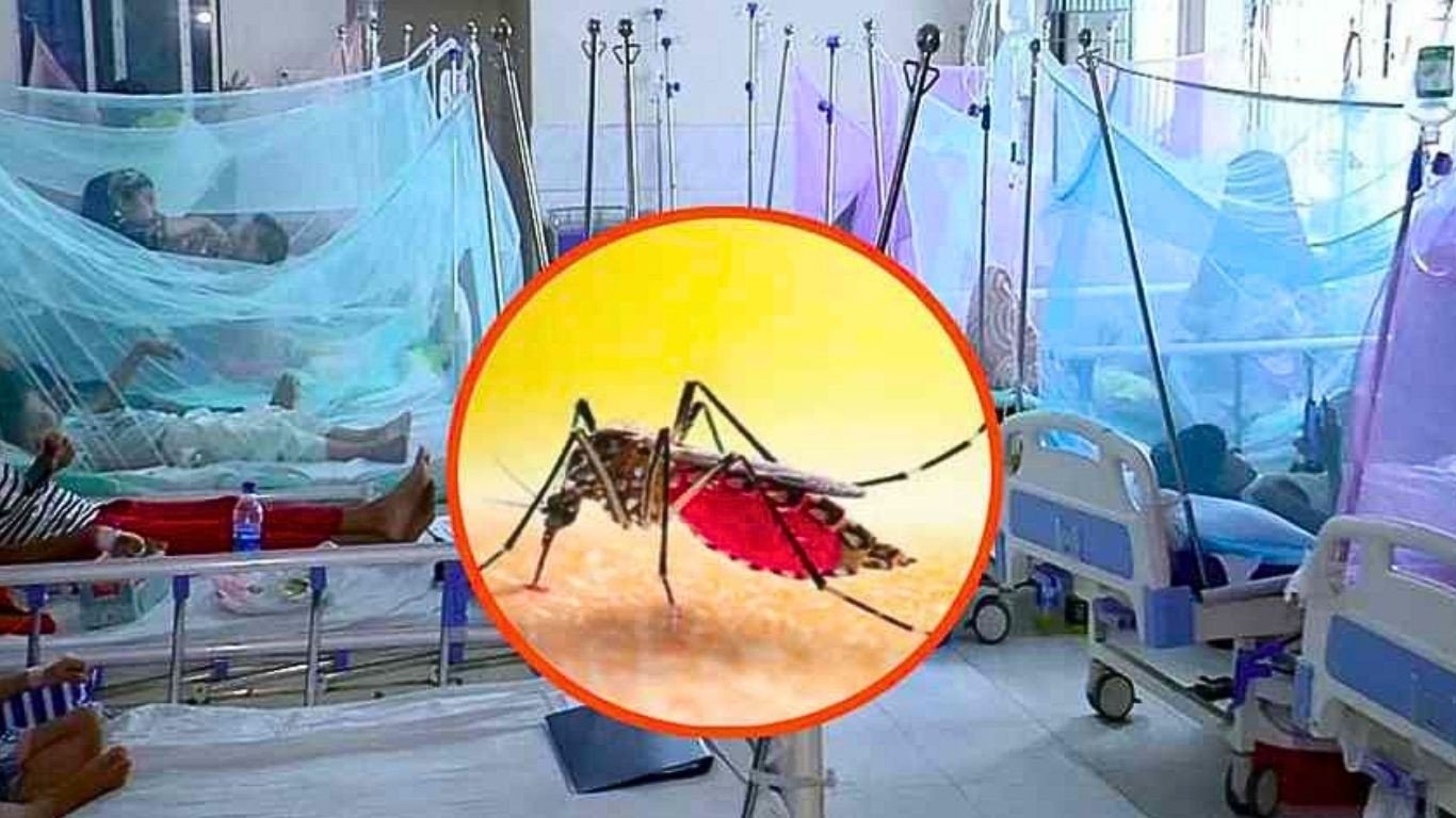 ডেঙ্গুতে আরও ৩ জনের প্রাণহানি