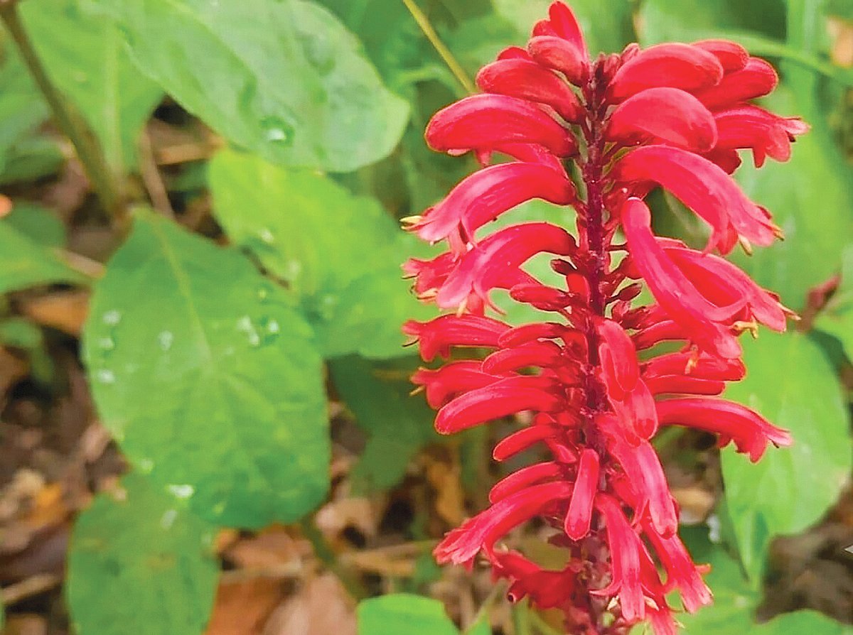 লাউয়াছড়ার রামবাসক