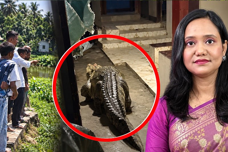 লোকালয়ে কুমির কীভাবে, খতিয়ে দেখছে বন বিভাগ
