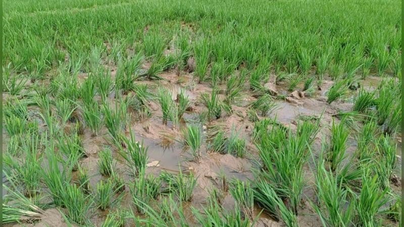 নালিতাবাড়ীতে বন্যহাতির তান্ডবে আমন ফসলের ব্যাপক ক্ষতি