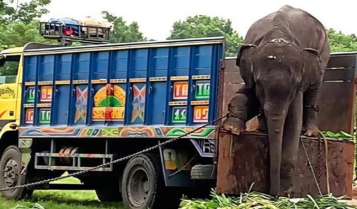 শর্তে সাফারি পার্ক থেকে ফিরল ‘সম্রাট’ ও ‘নিহারকলি’