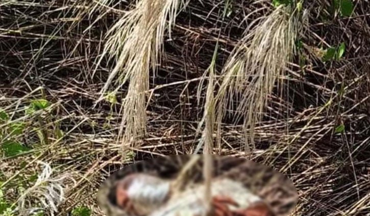ব্রাহ্মণবাড়িয়ায় কাশবনে অজ্ঞাত তরুণের মরদেহ