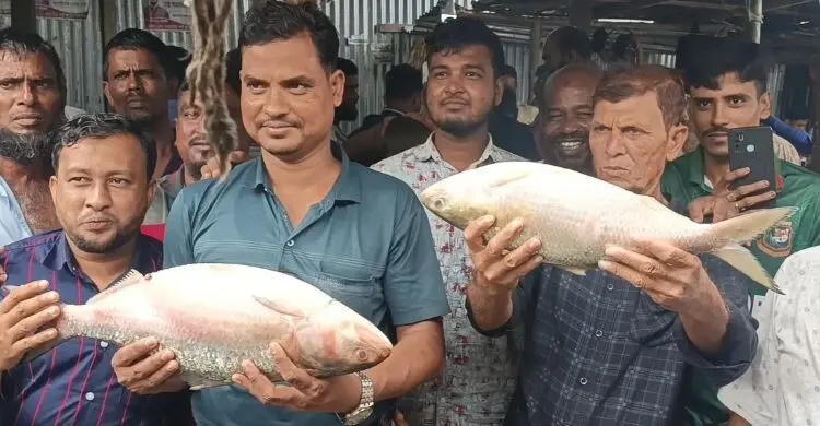 ভোলায় দুই ‘রাজা ইলিশ’ বিক্রি হলো ১৩ হাজারে