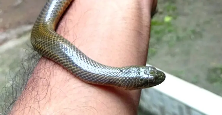 বসতবাড়ি থেকে উদ্ধার হলো জল মেটুলি সাপ