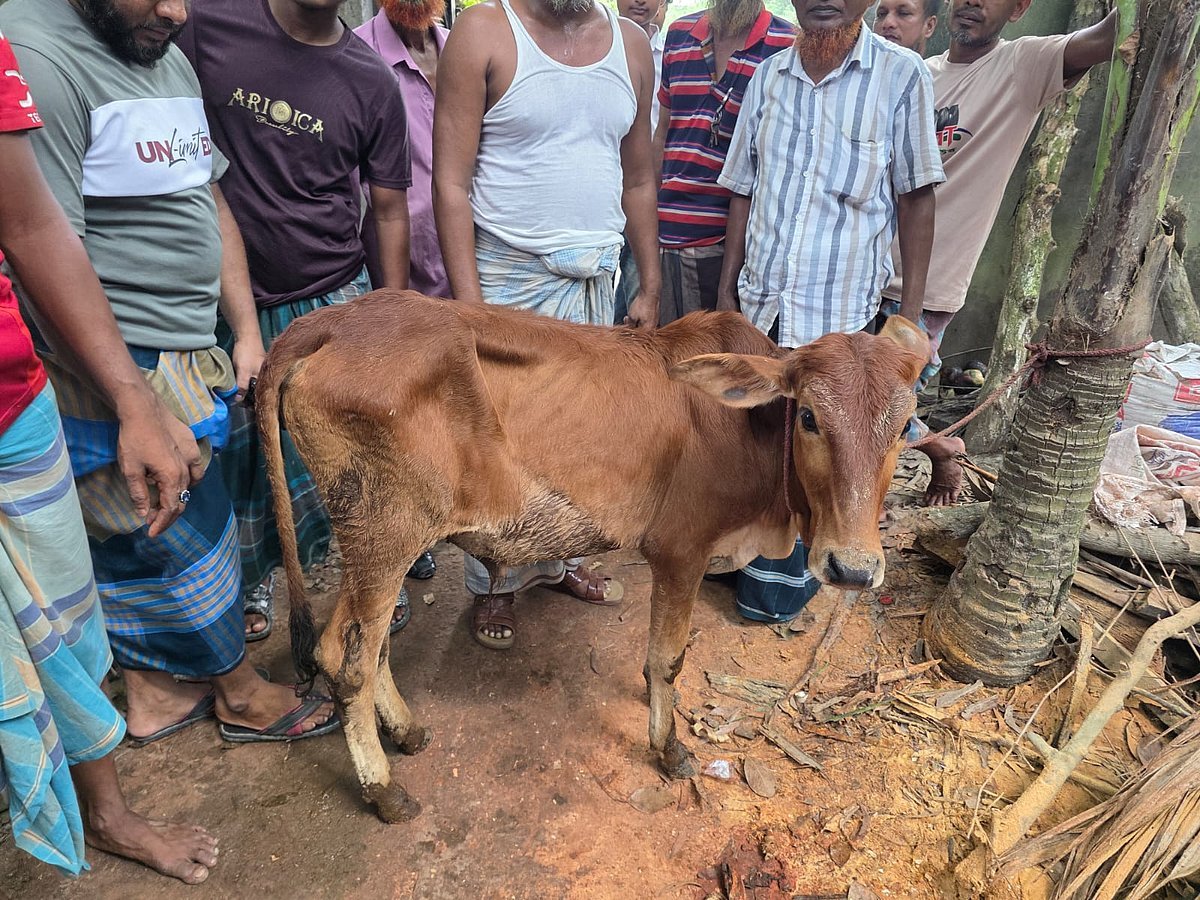বিএনপির নেতার গোয়ালে মিলল চুরি হওয়া গরু, দলের শোকজ