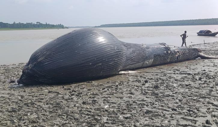 বরগুনায় নদীতে ভেসে এলো ৩০ ফুট লম্বা মৃত তিমি