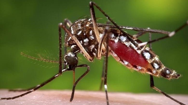 জুলাইয়ে ৩৬ ডেঙ্গু রোগীর মৃত্যু, হাসপাতালে ভর্তি ৯২০৬