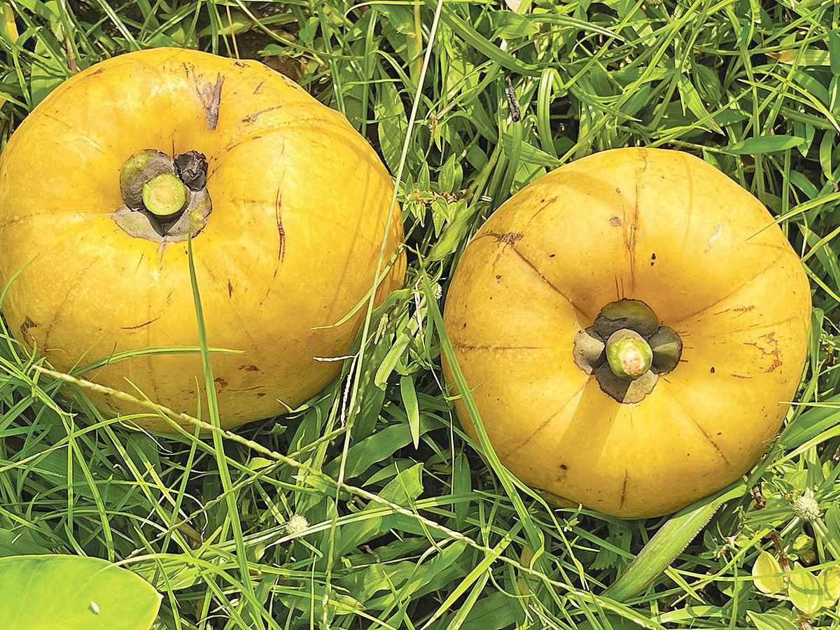 তৈকর ও বনকাঁকরোলের কথা 
