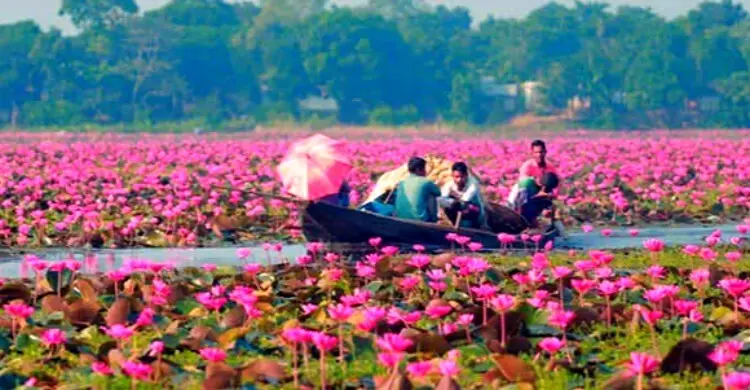 সাতলা বিলের লাল শাপলায় পর্যটনের হাতছানি