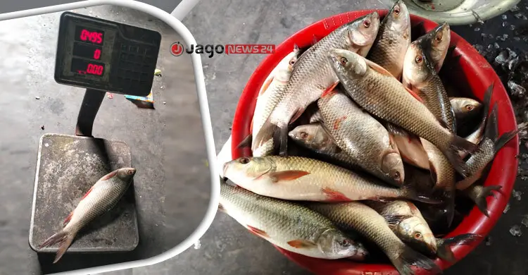 হাসপাতালে রোগীদের পাতে জোটে মাথা-লেজ