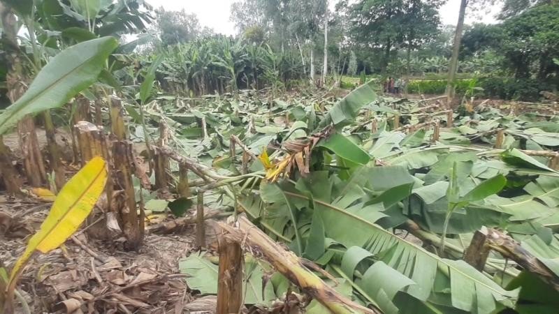 জয়পুরহাটে ৭০০ কলাগাছ কেটে সাবাড়, দরিদ্র কৃষকের স্বপ্নভঙ্গ