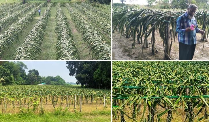 বিদেশি ফল চাষে স্বাবলম্বী হওয়ার স্বপ্ন দেখছেন লোহাগড়ার কৃষকরা