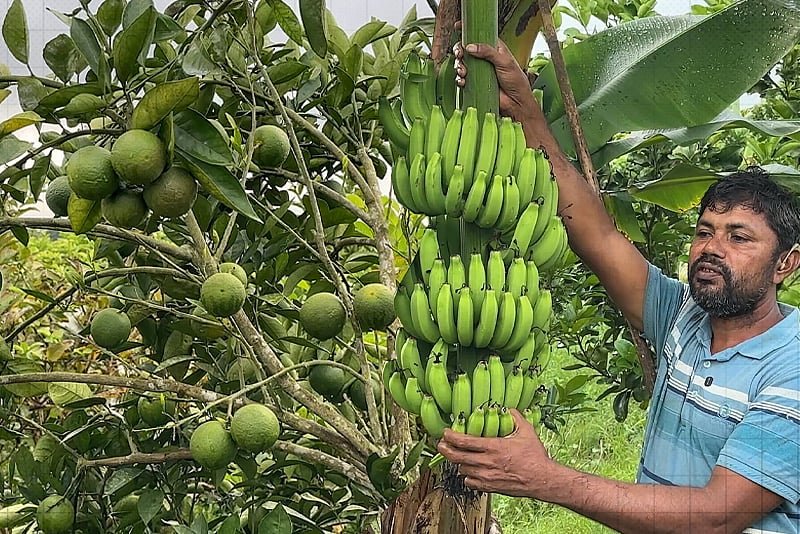 ইউটিউব দেখে গড়ে তুললেন মিশ্র ফলের বাগান