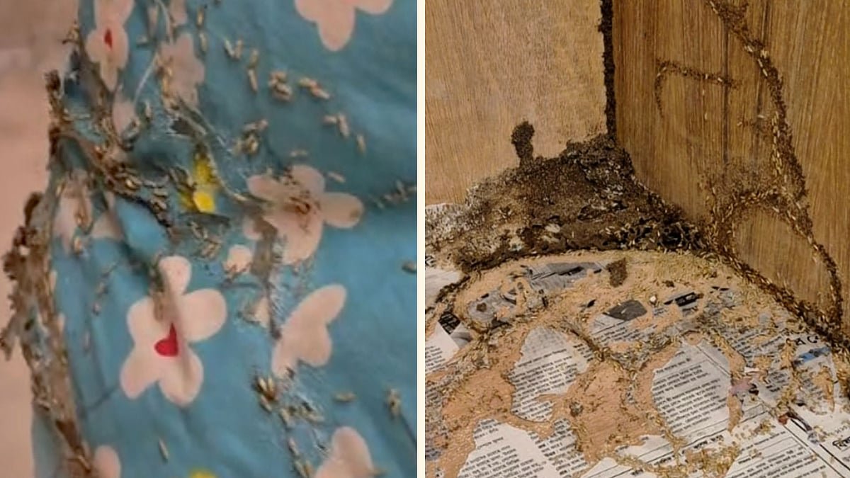 বরাদ্দ করা কক্ষে উইপোকা, মধ্যরাতে সার্কিট হাউস ছাড়লেন বিরোধীদলীয় উপনেতা