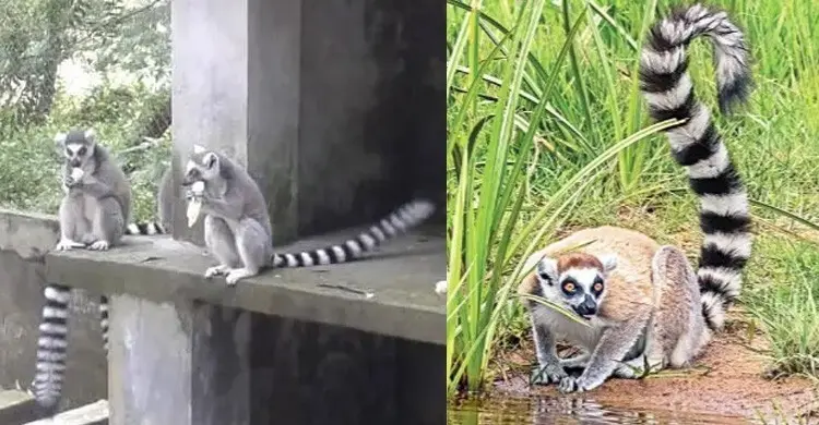 পাচারের থাবায় নিশ্চিহ্ন হওয়ার পথে বিচিত্র প্রাণী লেমুর