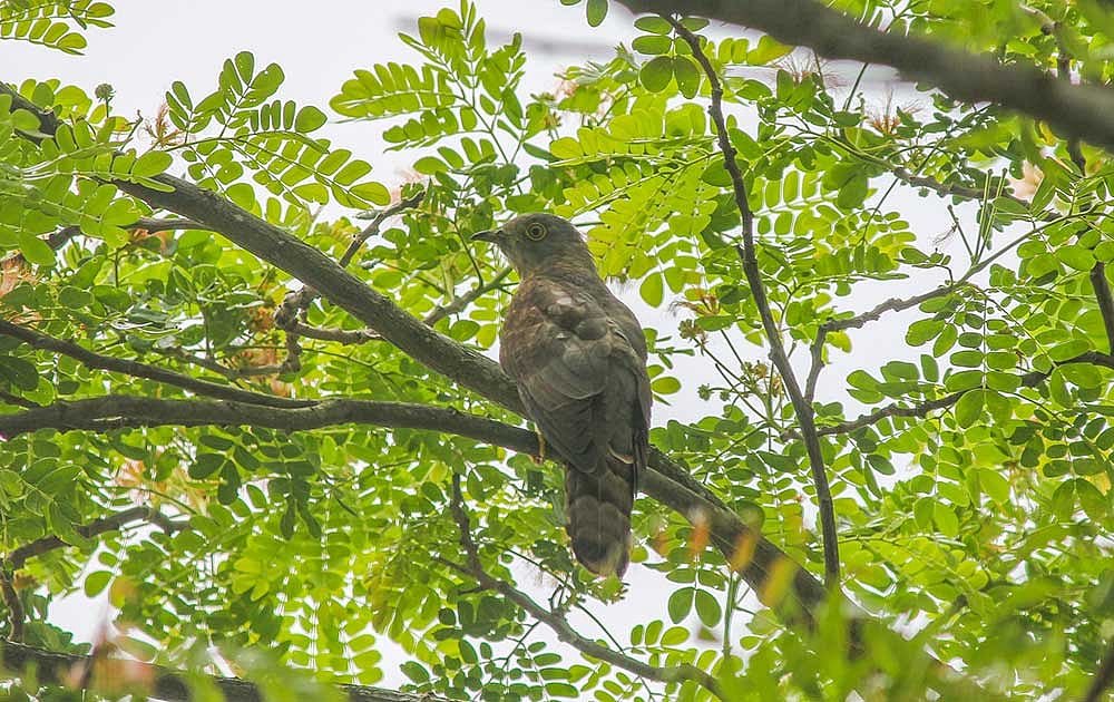 বউ কথা কও: একটি পাখি, তিনটি দেশ, তিনটি গল্প