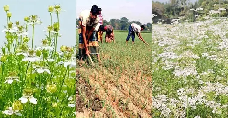 চরাঞ্চলে যে পদ্ধতিতে মসলার উৎপাদন বাড়ানো সম্ভব