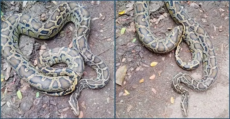 জালে আটকা ১৪ কেজি ওজনের অজগর সাপ