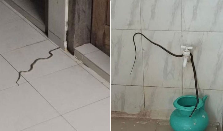 গোবিপ্রবির আবাসিক হলে সাপের উপদ্রব, আতঙ্ক