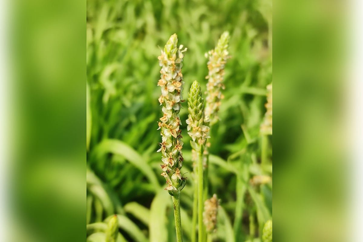ইসবগুল আমদানিতে বছরে খরচ এক শ কোটি টাকা, দেশে উৎপাদনের চেষ্টা