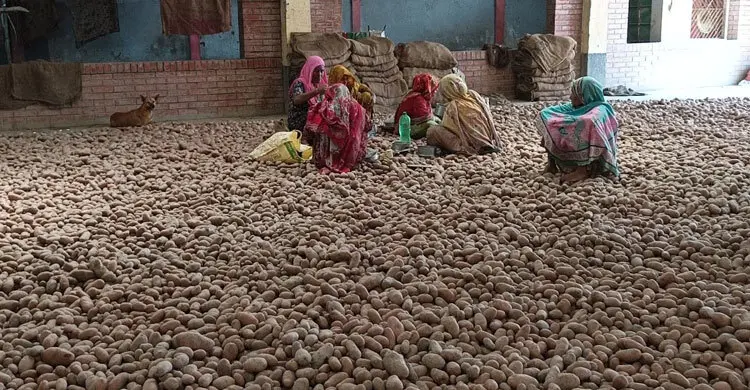 আলুর দরপতনে ত্রিমুখী জয়পুরহাটে সংকট