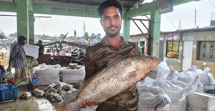জালে উঠলো ৮ কেজির দাতিনা, বিক্রি হলো ৪০ হাজার টাকায়