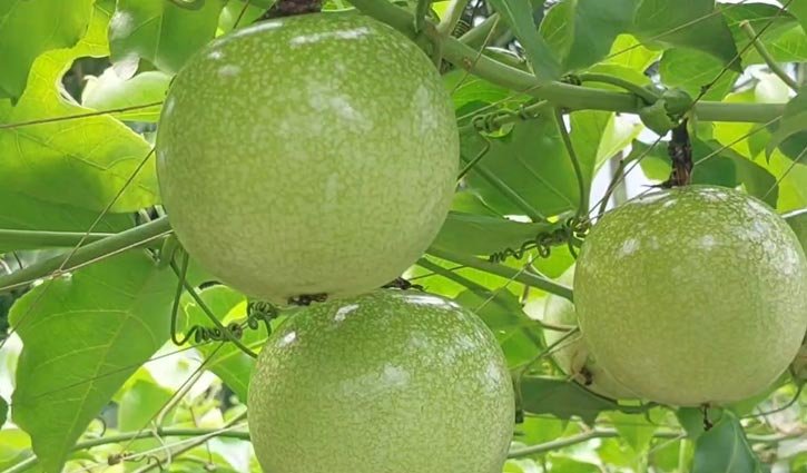 জামালপুরে প্যাশন ফল চাষ বাড়ছে