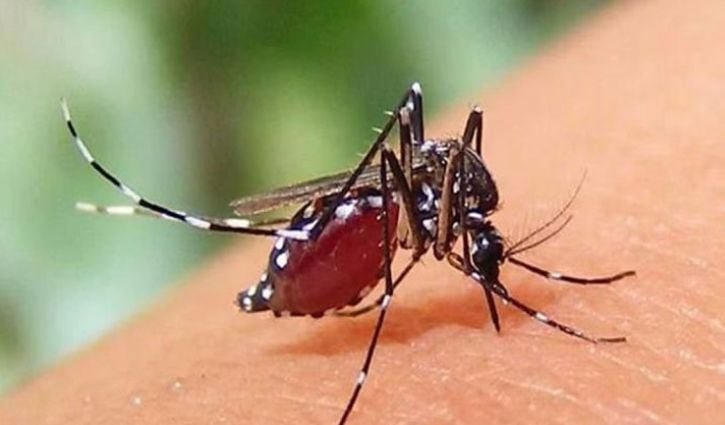 গত ২৪ ঘণ্টায় ডেঙ্গুতে আরও ৬ জনের মৃত্যু