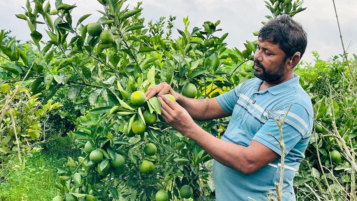 ইউটিউব দেখে কমলা-মাল্টার বাগান, প্রথম বছরেই ২২ লাখ টাকার ফল বিক্রি