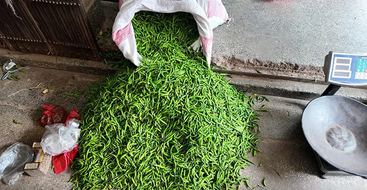 রাজশাহীতে কাঁচামরিচের ঝাল কমে ৬০ টাকা