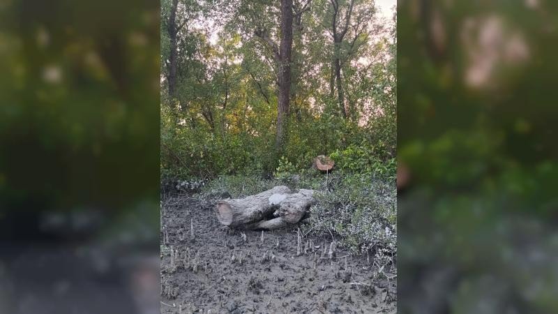 প্রকাশ্যে উজাড় করা হচ্ছে ‘টেংরাগিরি’ বনাঞ্চল, প্রতিবাদ করলে মামলায় ফাঁসানোর হুমকি