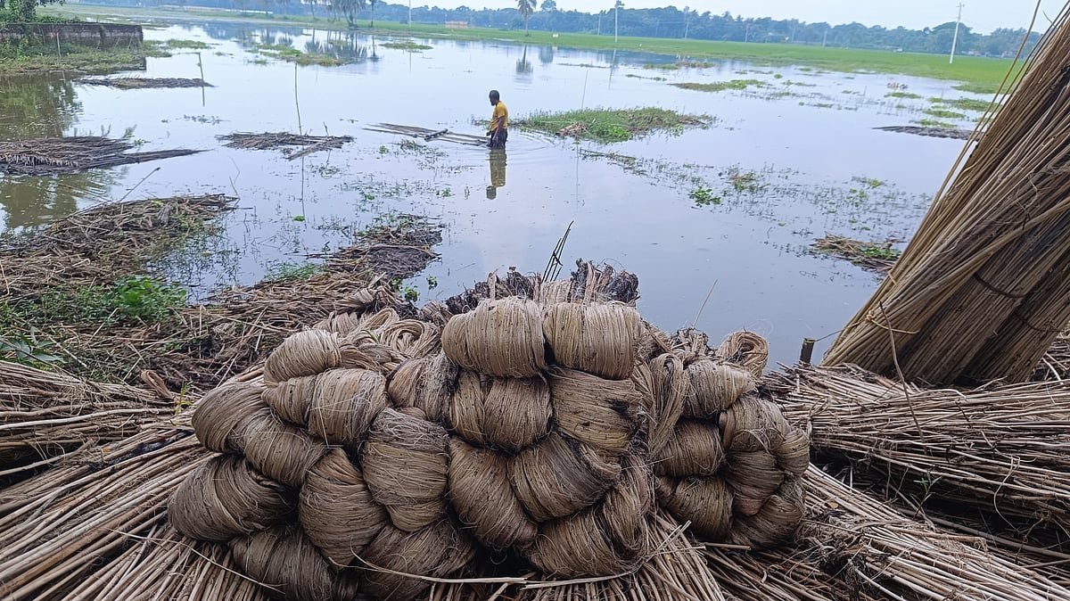 পাটের আঁশে লাভের আশা