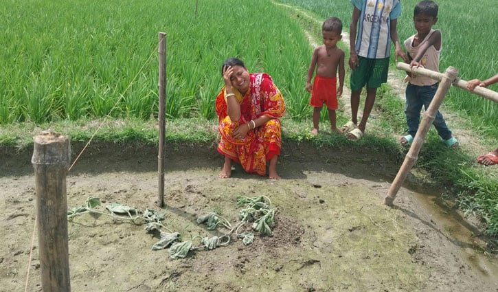 ঋণের টাকায় লাউ চাষ, রাতের আঁধারে কেটে দেওয়া হলো সব গাছ