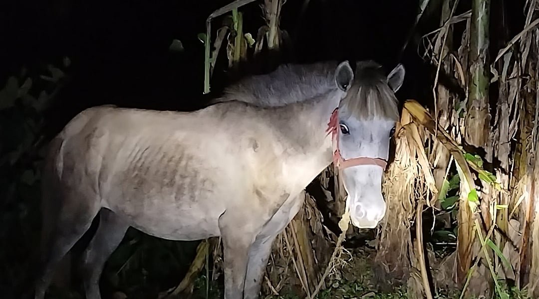 গভীর রাতে তিন ঘোড়া জবাই, পরে মাংস ফেলে পালালেন ‘কারবারিরা’
