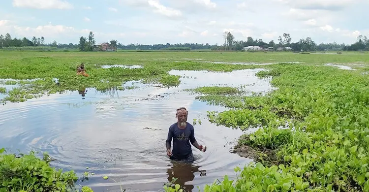 খাল ভরাট করে দখল, জলাবদ্ধতায় শেরপুরে ৬০০ একর জমি