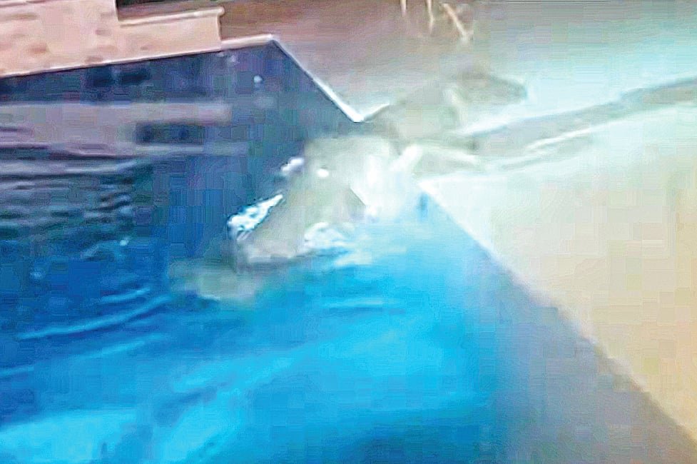 সুইমিংপুলে হরিণের সাঁতার
