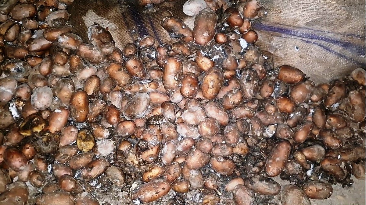 বেশি লাভের আশায় দীর্ঘদিন হিমাগারে, পচা সাড়ে ২২ হাজার মণ আলু এখন গরুর খাবার