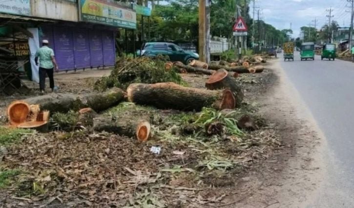 সওজ বলছে অনুমোদন নেই, বন বিভাগ কাটছে তবু সিলেট-তামাবিল সড়কের গাছ 